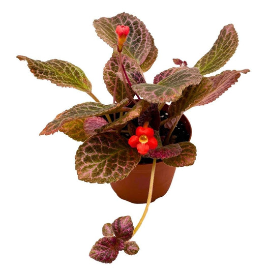 Harmony Foliage Episcia Strawberry Fields Flame Violet 4 inch