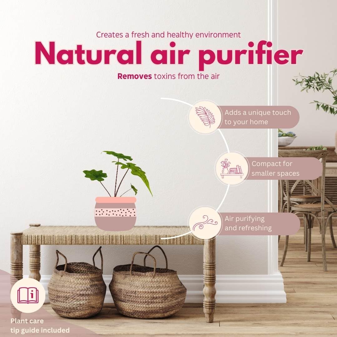 BubbleBlooms Rare Alocasia Assortment, 2 inch Set of 3, Jewel, Jacklyn, Cuprea Pixie Plants