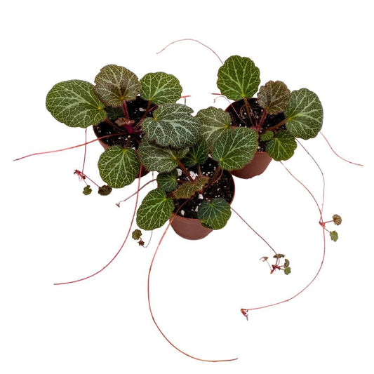 Strawberry Begonia 2 inch Set of 3 Creeping Saxifraga stolonifera