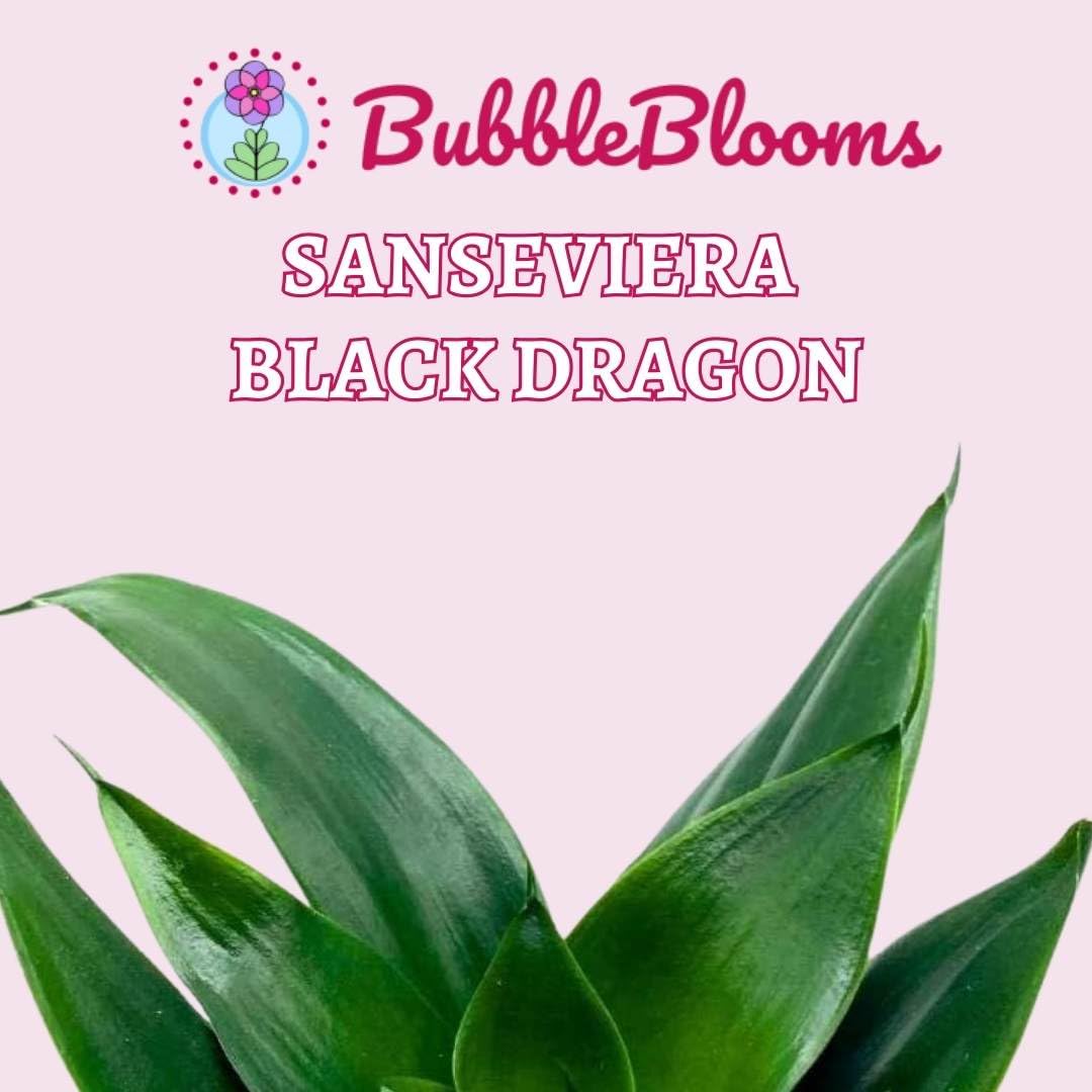 black dragon snake plant care BubbleBlooms Black Dragon Snakeplant in a 2 inch Pot All Green Snake Plant