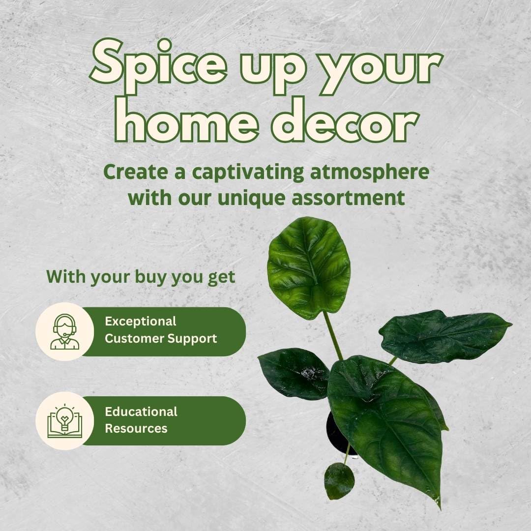 BubbleBlooms Rare Alocasia Assortment, 2 inch Set of 4, Jewel, Jacklyn, Cuprea Pixie Plants