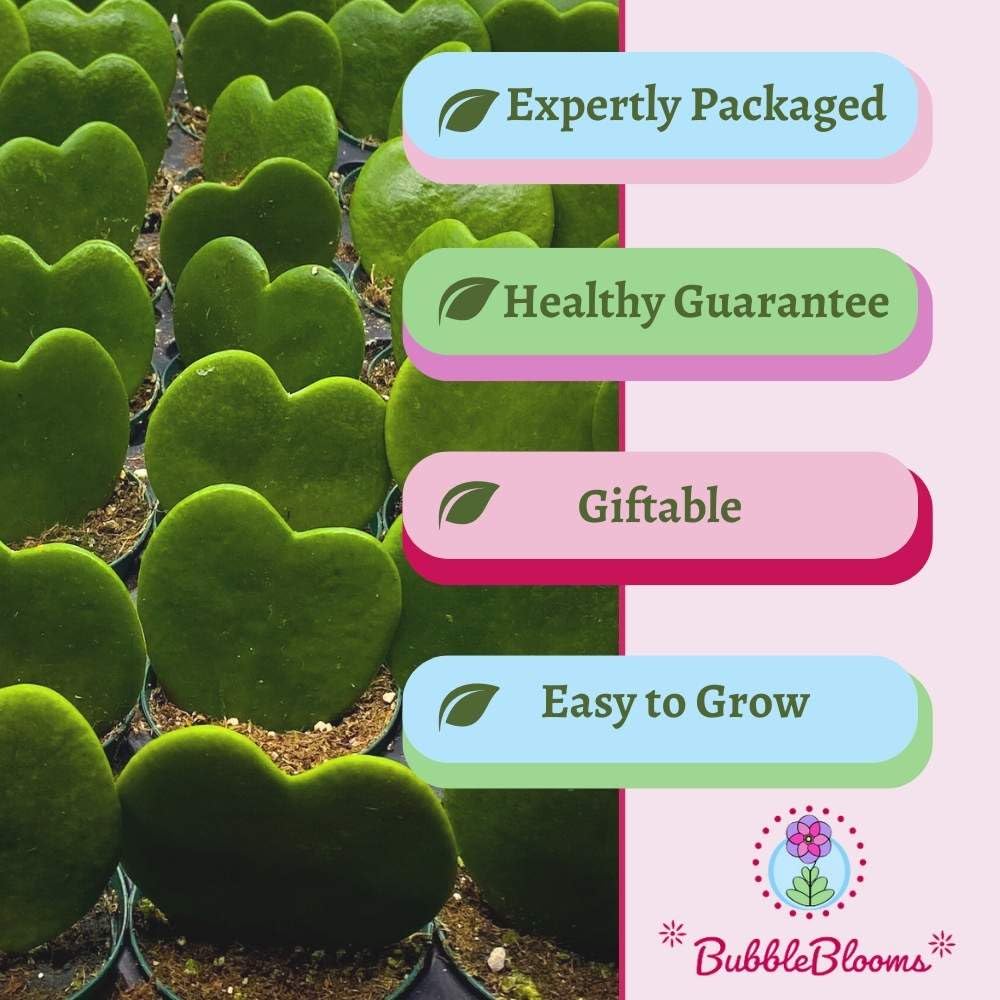 BubbleBlooms Hoya Kerrii Green Heart 24-Pack 2 inch Single Leaf No Node Sweetheart Mother's Day Valentine's Day Plant