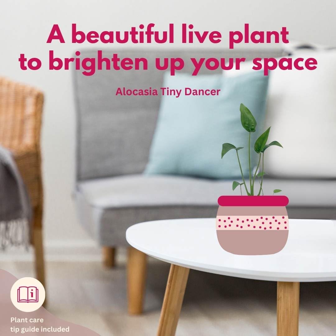 BubbleBlooms Alocasia 'Tiny Dancer' in a 4 inch Pot