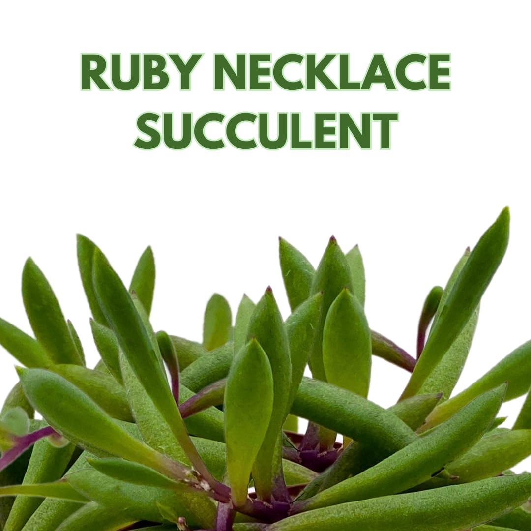 BubbleBlooms Ruby Necklace Succulent 2 inch Set of 3