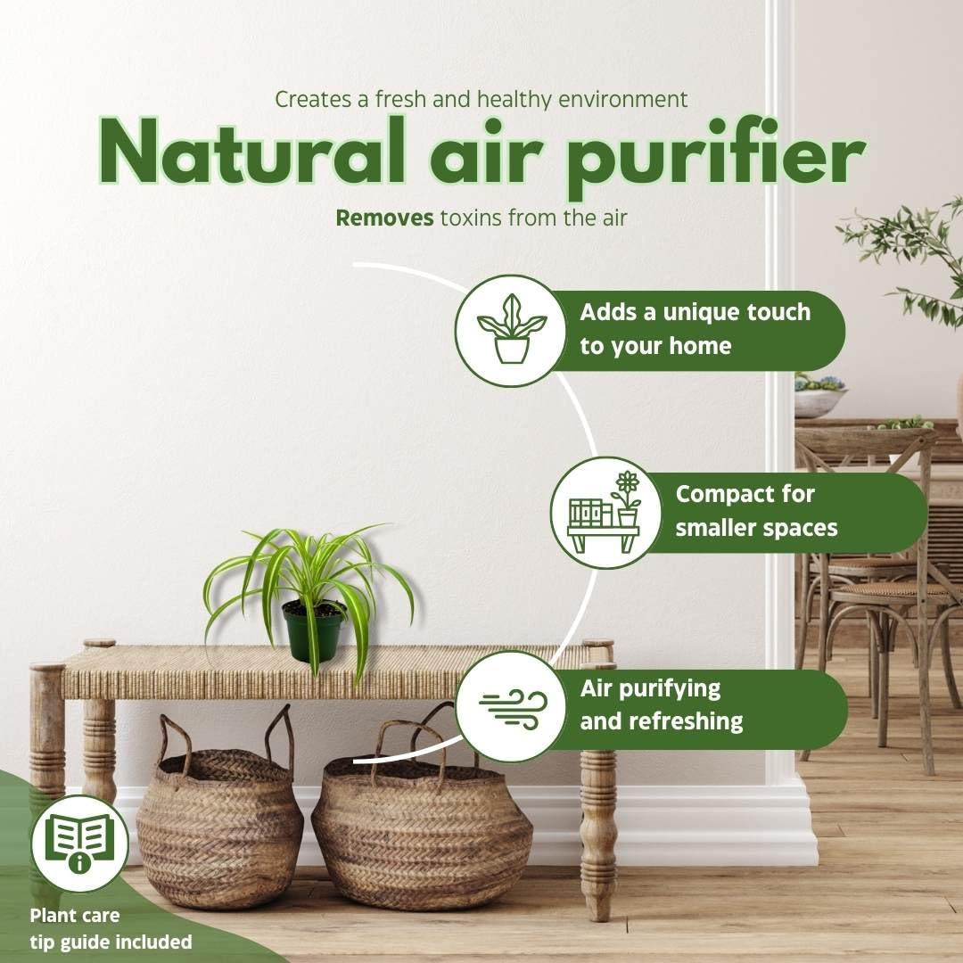 BubbleBlooms Spider Plant in a 4 inch Pot Chlorophytum comosum