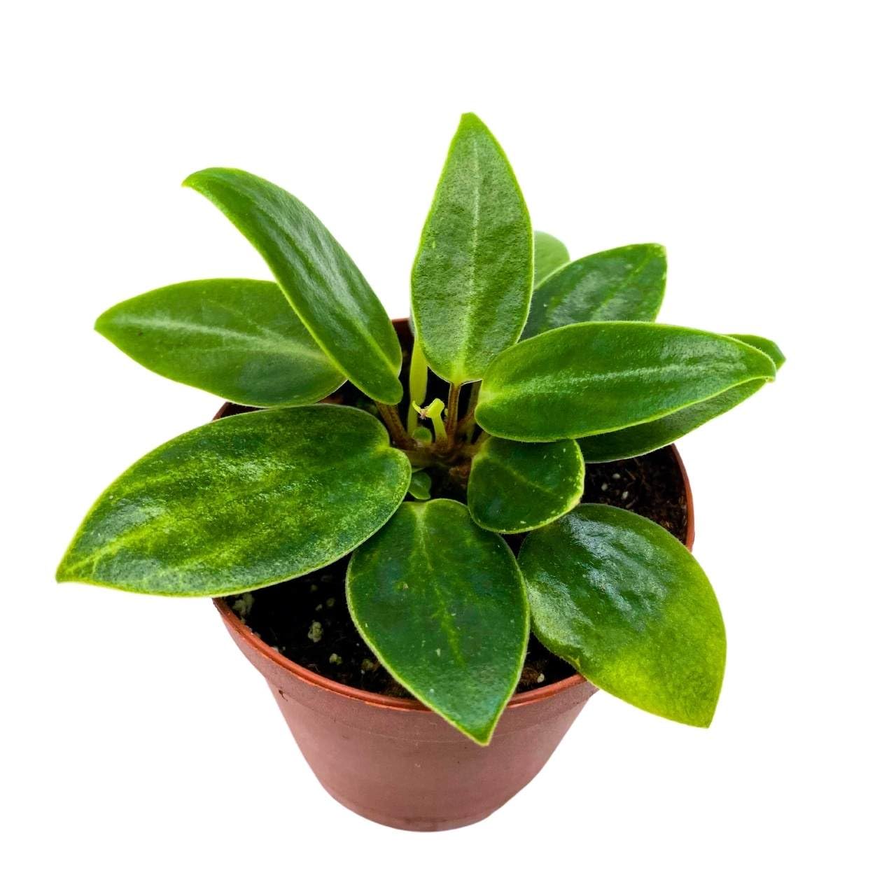 Peperomia Maculosa, 2 inch, Spotted Stalked pep Monster peperomia