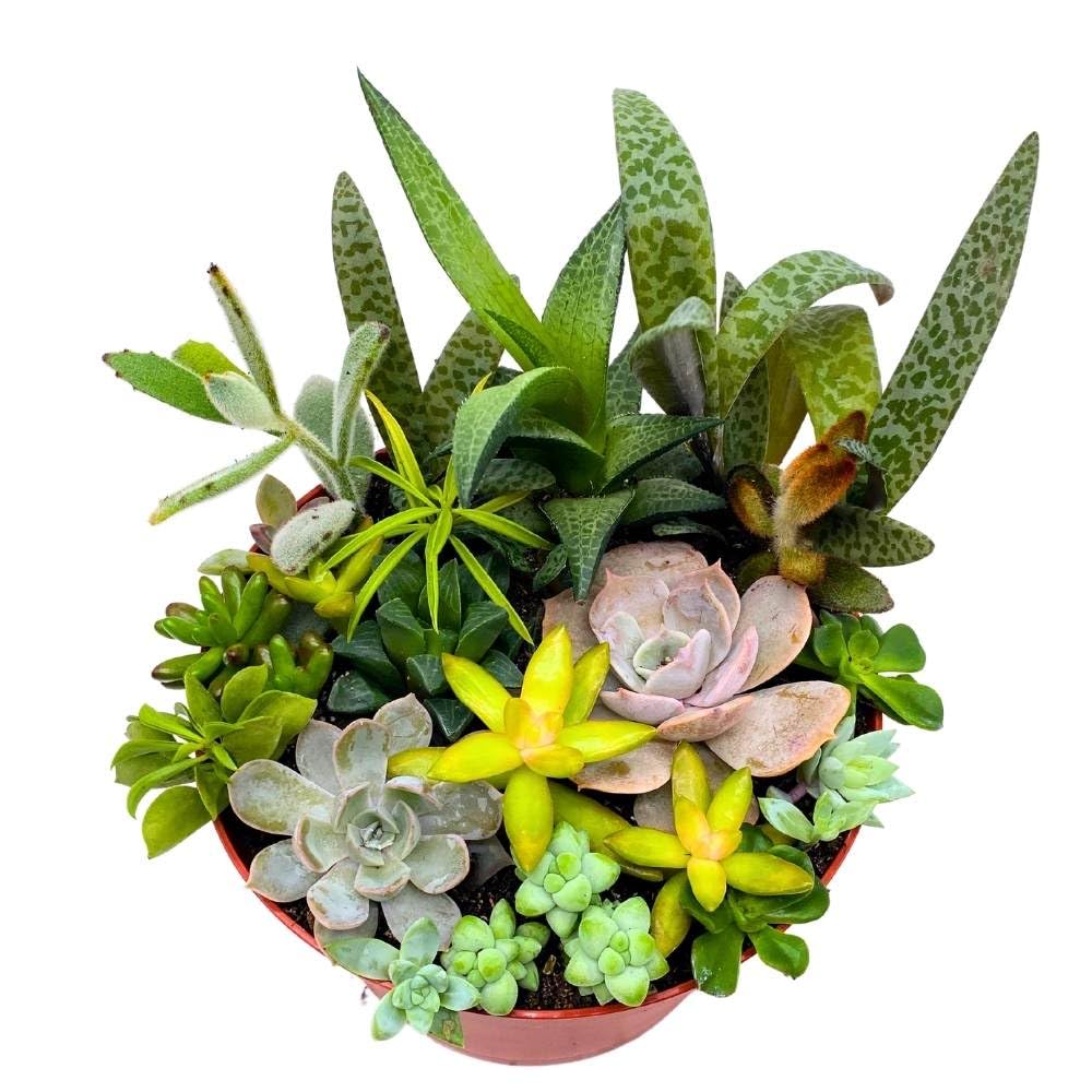 Succulent Arrangement in a 6 inch Pot Unique Hand Crafted Plant Designs