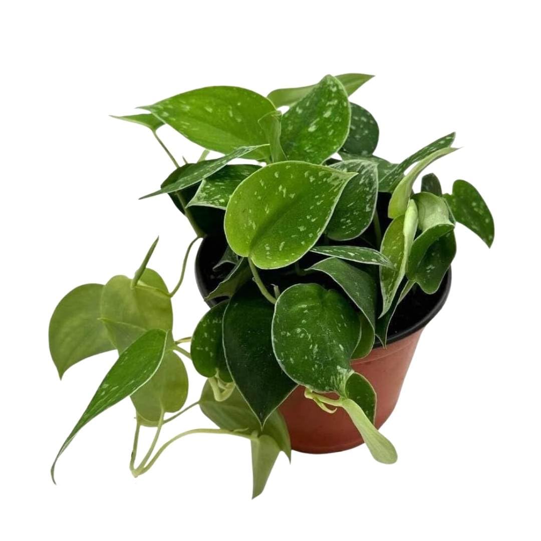 BubbleBlooms Satin Pothos, Scindapsus Pictus, Silver Vine, Silver Cloud, Silk Pothos in 6 inch Pot
