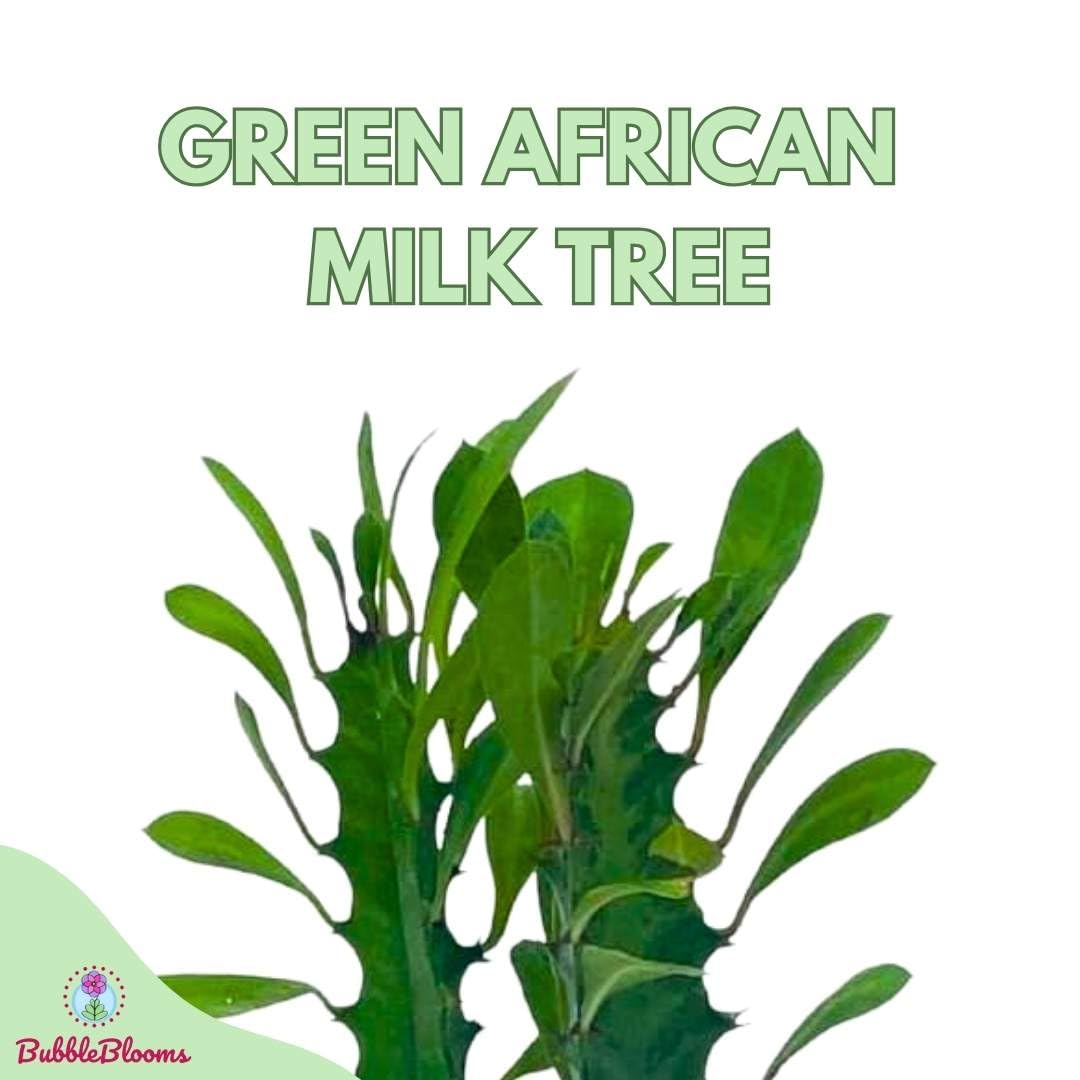 Green Milk Tree 6 inch Euphorbia Trigona African Milktree Cathedral Cactus