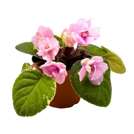 Harmony Foliage African Violet Southern Sugar 4 inch