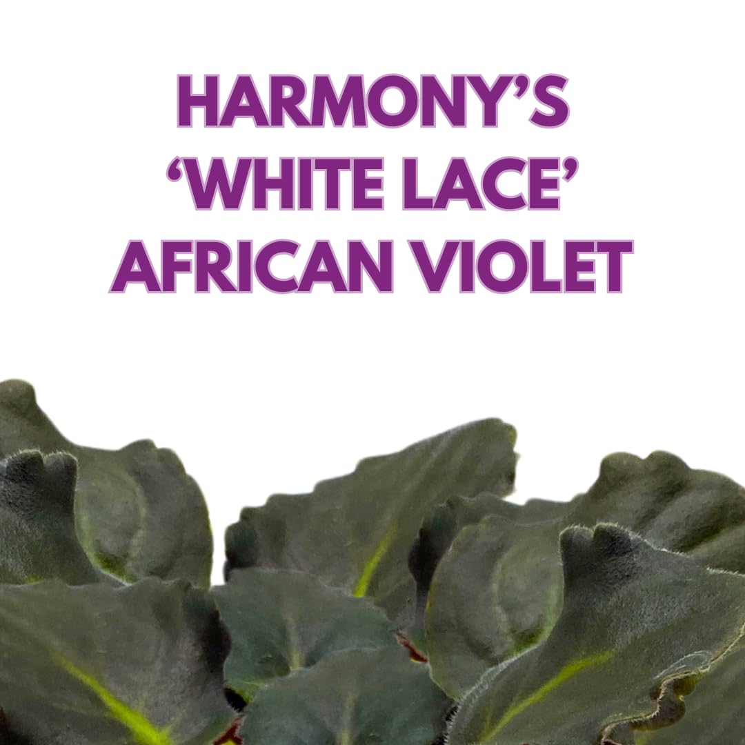 Harmony Foliage African Violet White Lace 4 inch White Ruffle Flower