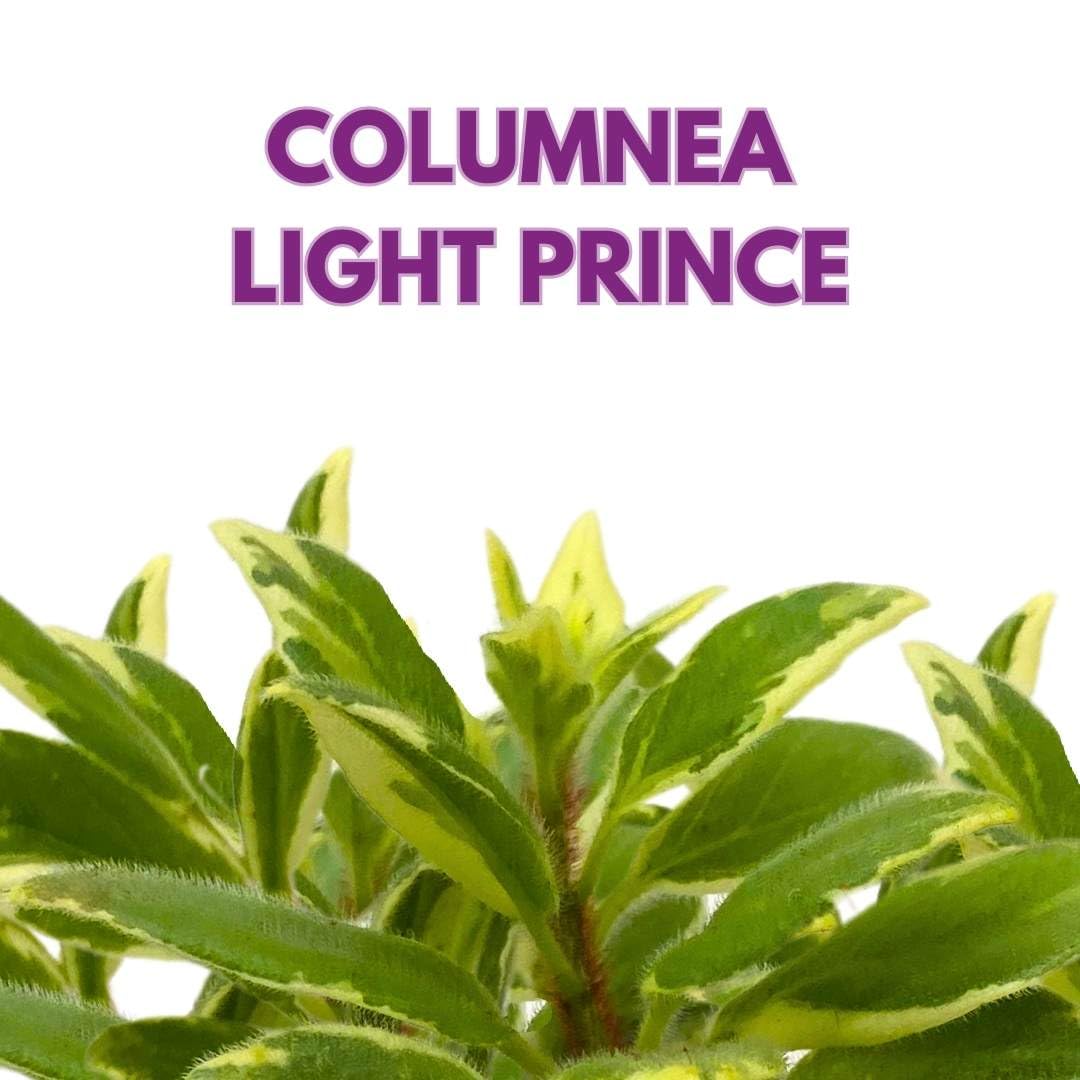 Harmony Foliage Columnea Variegated Light Prince in a 2 inch Pot