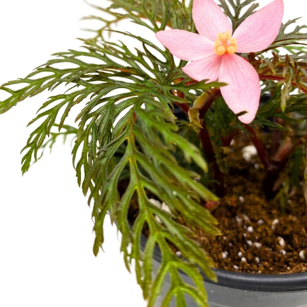 Begonia bipinnatifida, 4 inch Fern Leaf Begonia Pink Flower