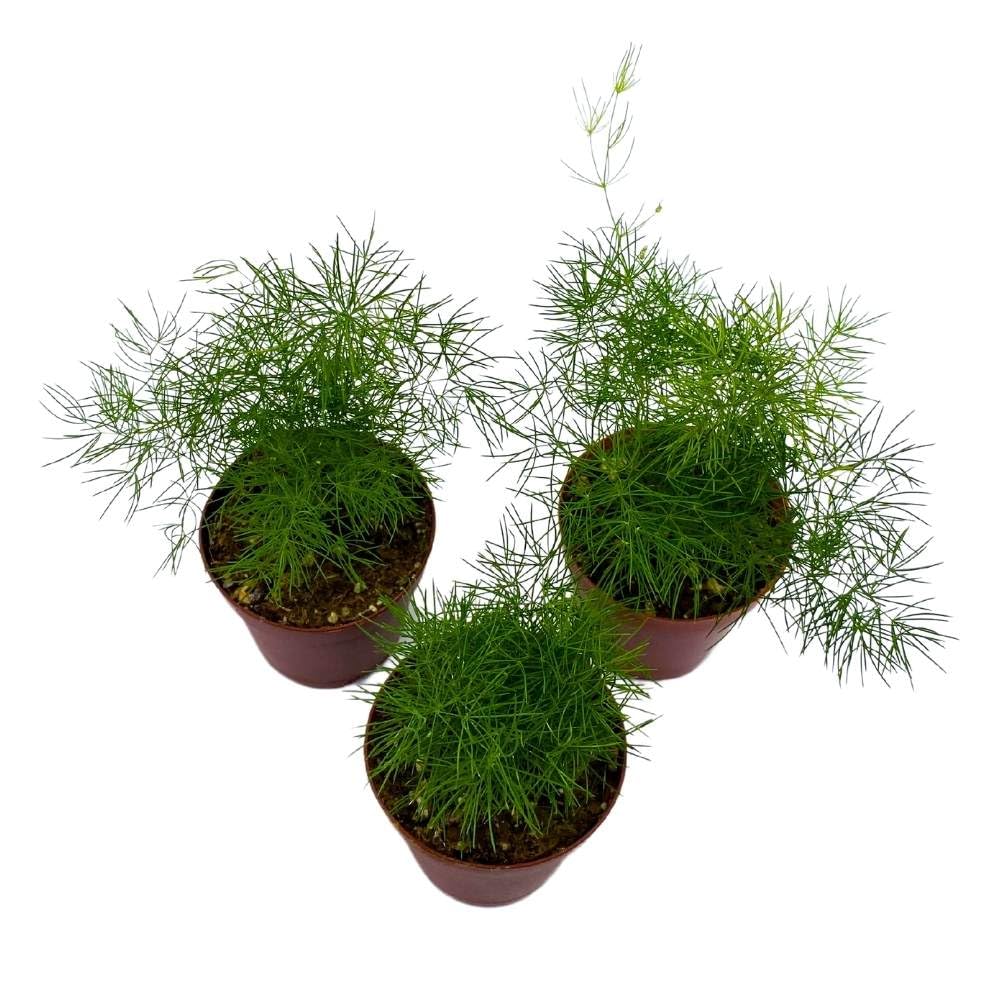 Fern Sprengeri Asparagus densiflorus 2 inch Set of 3 Starters Tiny Mini Pixie Plants