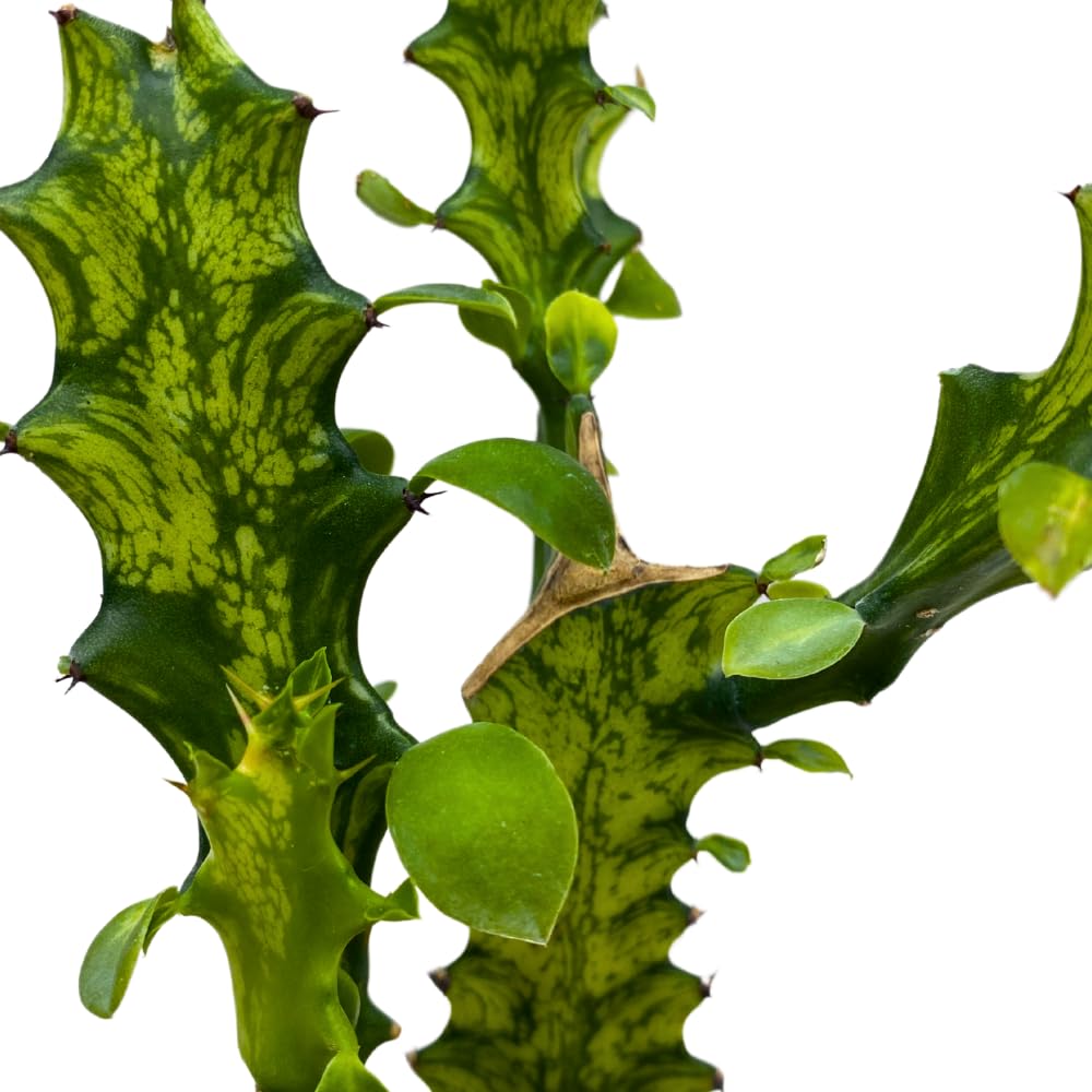 BubbleBlooms Variegated African Milk Tree in a 4 inch Pot Tricolor Green and White Euphorbia Trigona