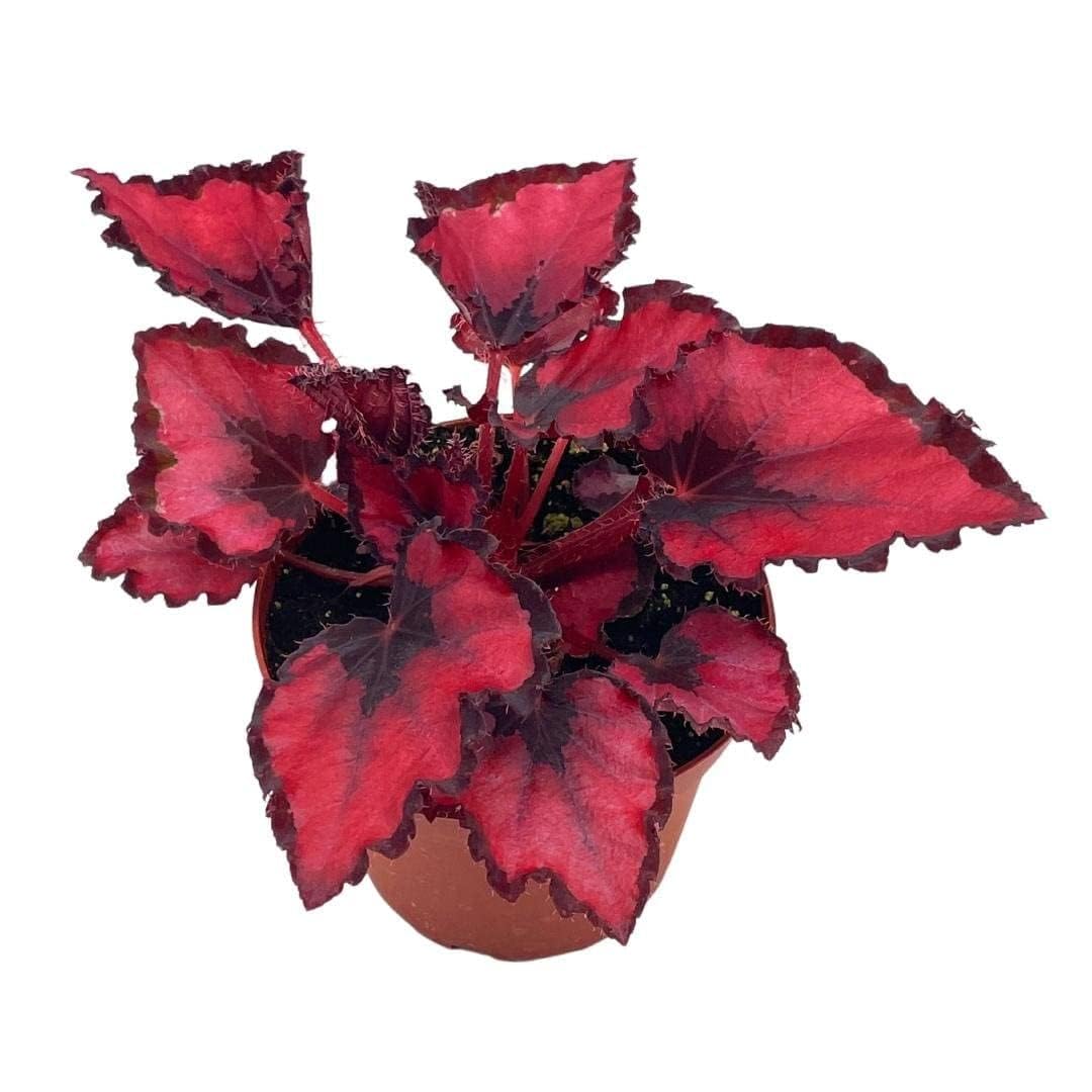 BubbleBlooms Harmony's Red Robin, Begonia Rex, Dark 4 inch Painted-Leaf Begonia, Unique Homegrown Exclusive, Variegated