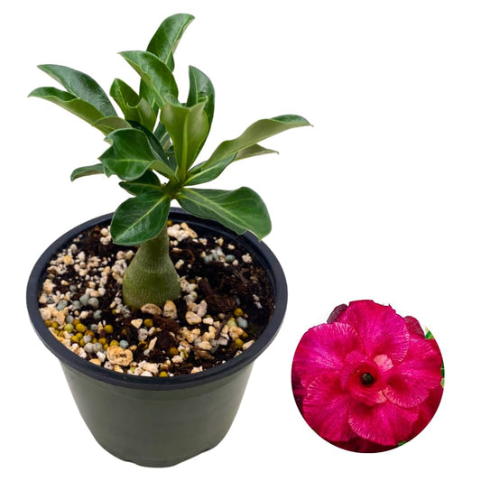 BubbleBlooms Desert Rose Pan Yue in a 4 inch Pot Extremely Rare Flower