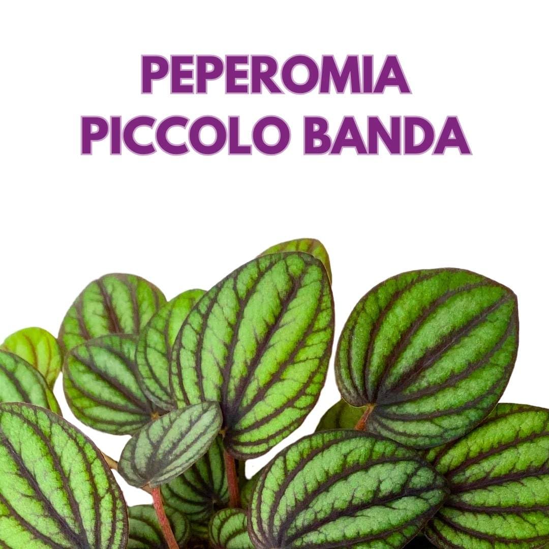 Harmony Foliage Peperomia Piccolo Banda Ripple in a 3 inch Pot