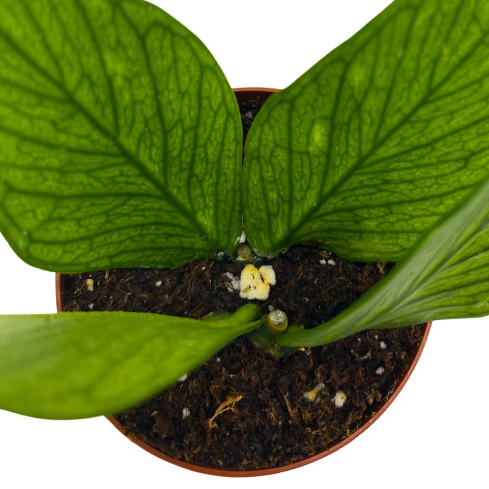 BubbleBlooms Hoya Polyneura in a 2 inch Pot Tiny Mini Pixie Plant