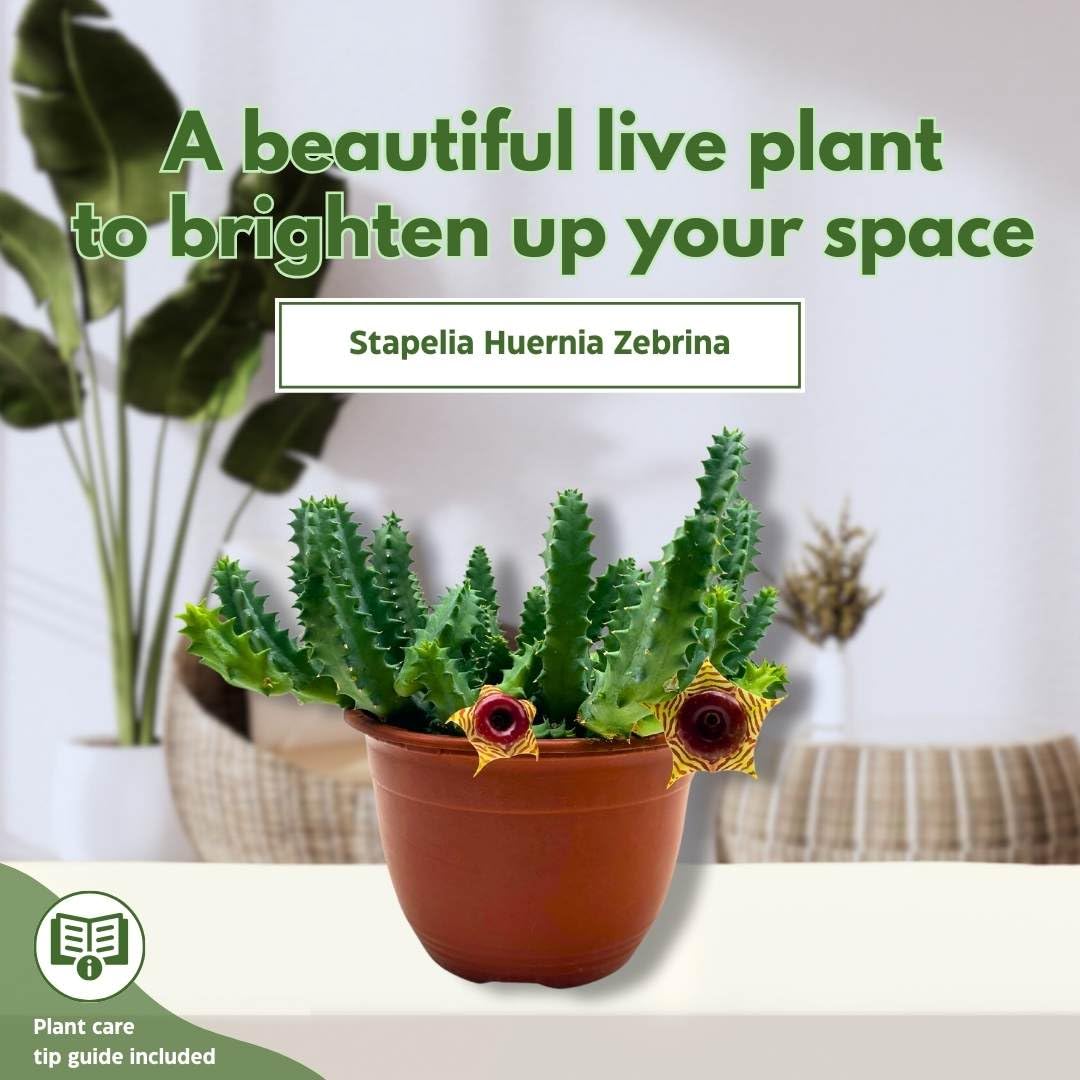 BubbleBlooms Lifesaver Stapelia Huernia Zebrina in a 6 inch Pot