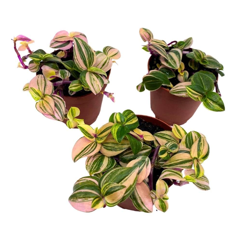 Tradescantia Mundula Lisa Tricolor Quadricolor Wandering Dude, 2 inch Set of 3, Tiny Mini Pixie Plant