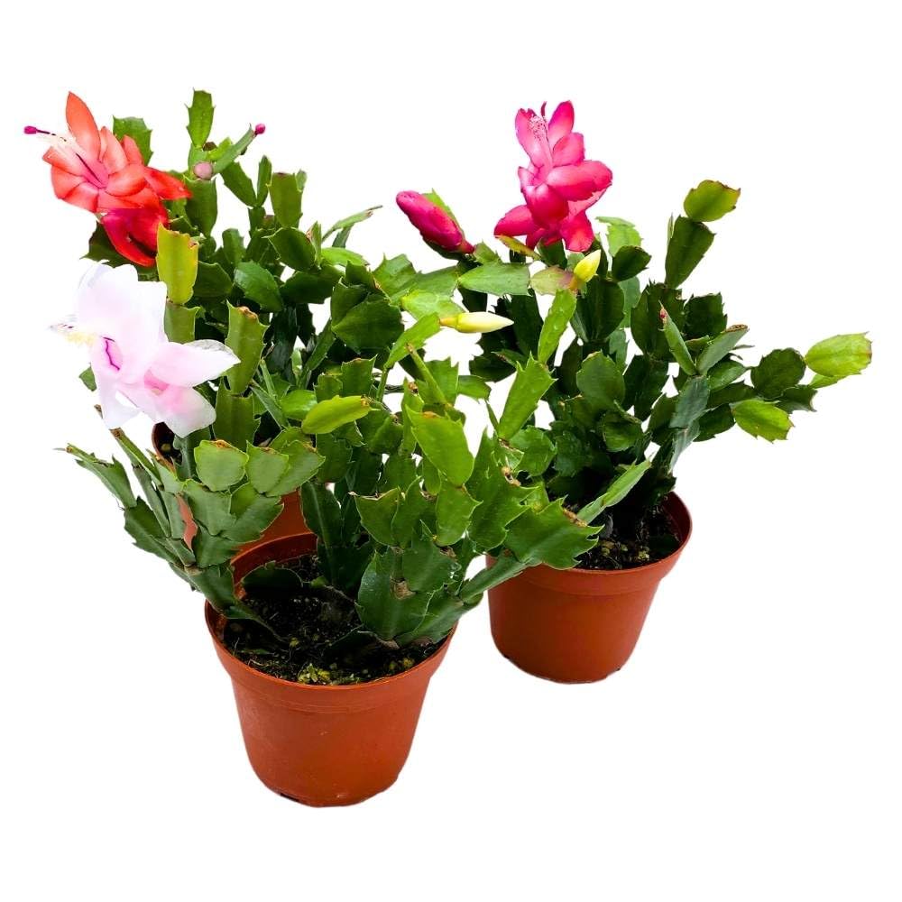 Christmas Cactus Assortment, 4 inch Set of 3 Holiday Cactus Thanksgiving, Easter Cactus, Seasonal Flowering