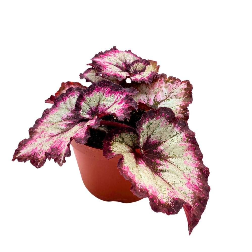 Harmony's Midnight Fantasy 6 inch Begonia Rex Purple Spiral Jagged Edges