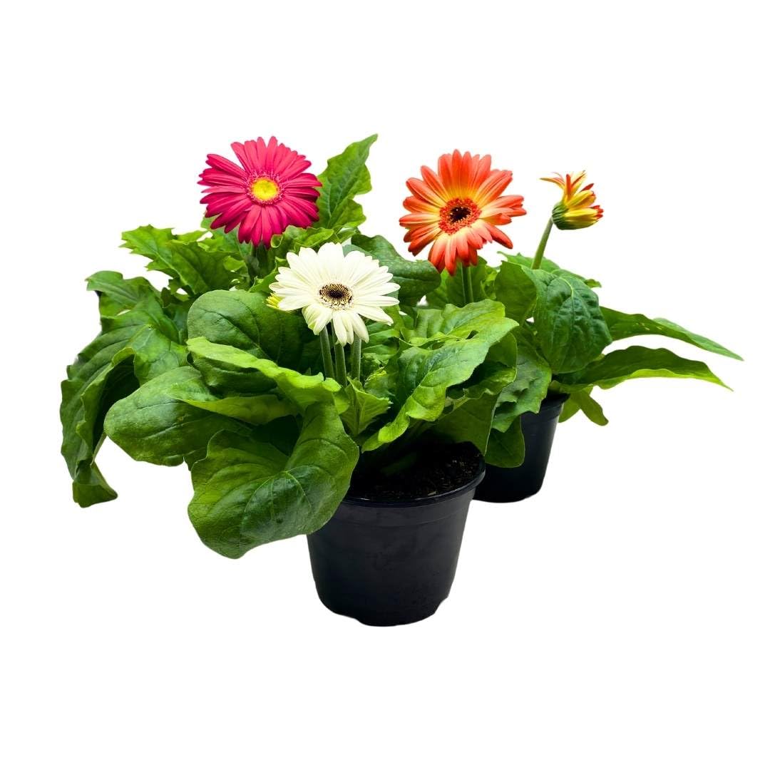 BubbleBlooms Flowering Gerbera Daisy jamesonii Set of 3 in 4 inch pots African Barberton Transvaal Hilton Daisy Mother's Day Plants