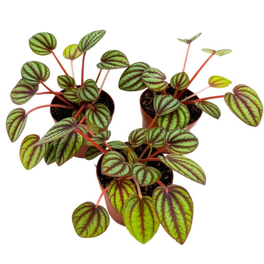 Peperomia Piccolo Banda, 2 inch Set of 3, Red and Green Streaks