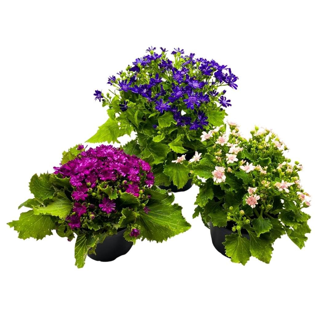 BubbleBlooms Flowering Cineraria Pericallis hybrida cruenta Ragwort Set of 3 in 4 inch pots Mother's Day Seasonal Plants