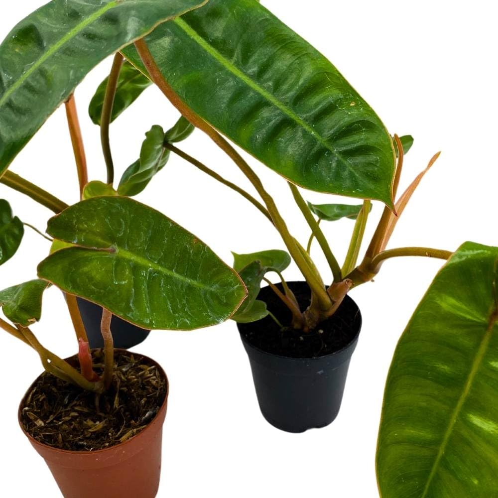 Philodendron billietiae 2 inch Set of 3 Washboard Abs Philo Billie Tiny Mini Pixie Plants