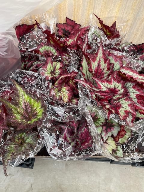 Harmony Foliage Begonia Rex and Rhizomatous Hybrids in 6 inch Hanging Baskets 6-Pack Bulk Wholesale Hybridized Unique Plants