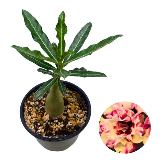 BubbleBlooms Desert Rose Olive in a 4 inch Pot Extremely Rare Flower