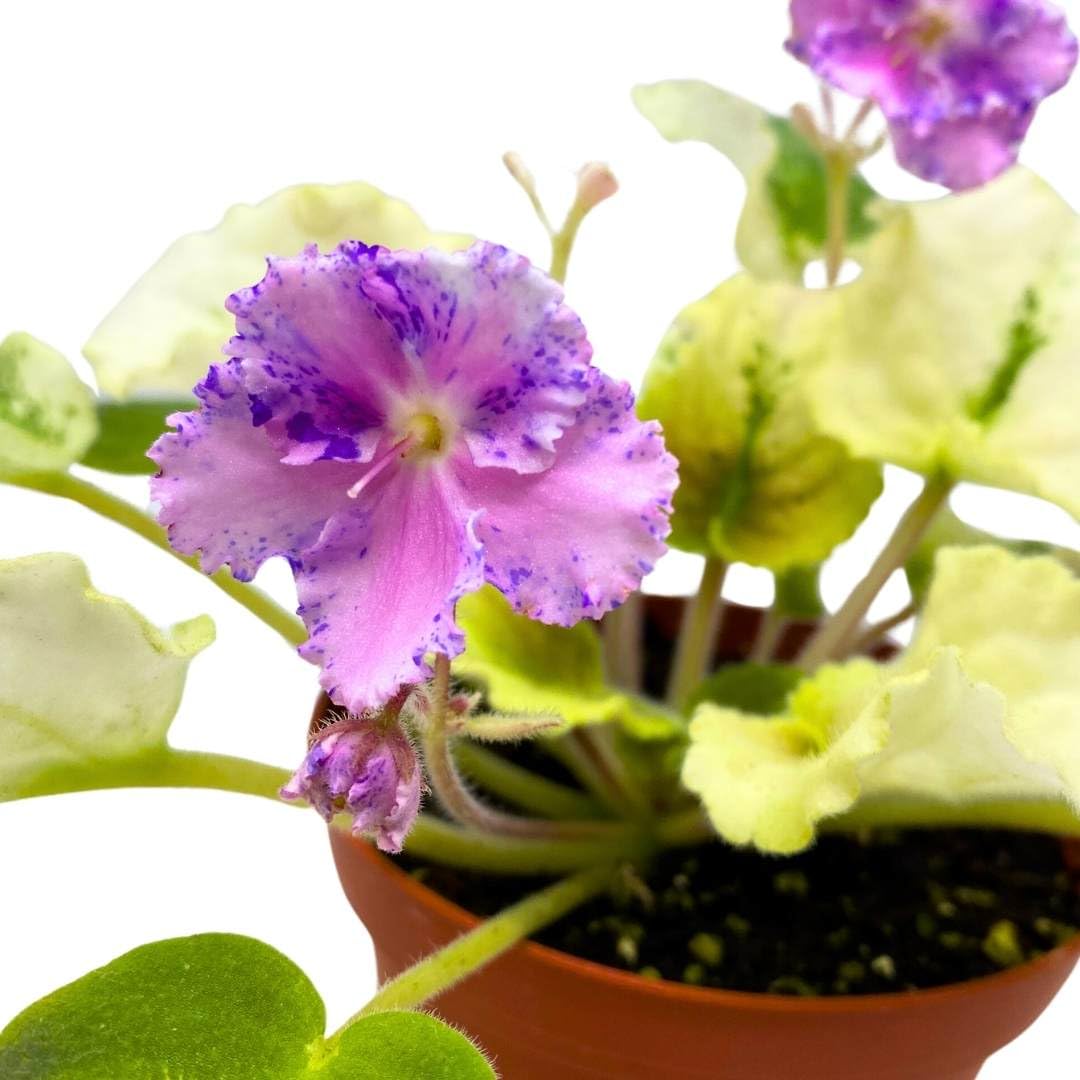 Harmony Foliage African Violet Harmony's Love Bug 4 inch Gesneriad