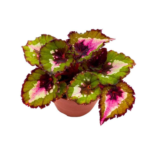 Harmony's Jingle Bells Begonia Rex 4 inch Green Pink Spotted