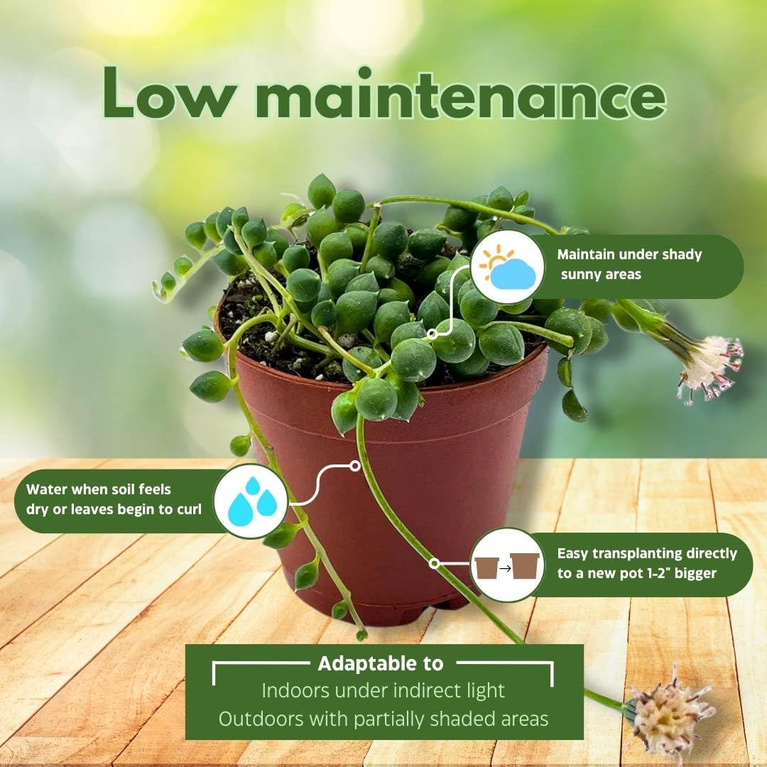 Stringing Peas String of Pearls, Senecio rowleyanus, 4 inch String of Peas, String of ...