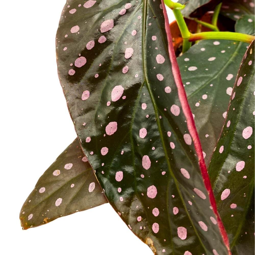 Harmony's Dark Star Angel Wing, 6 inch Cane Begonia Pink Polkadot