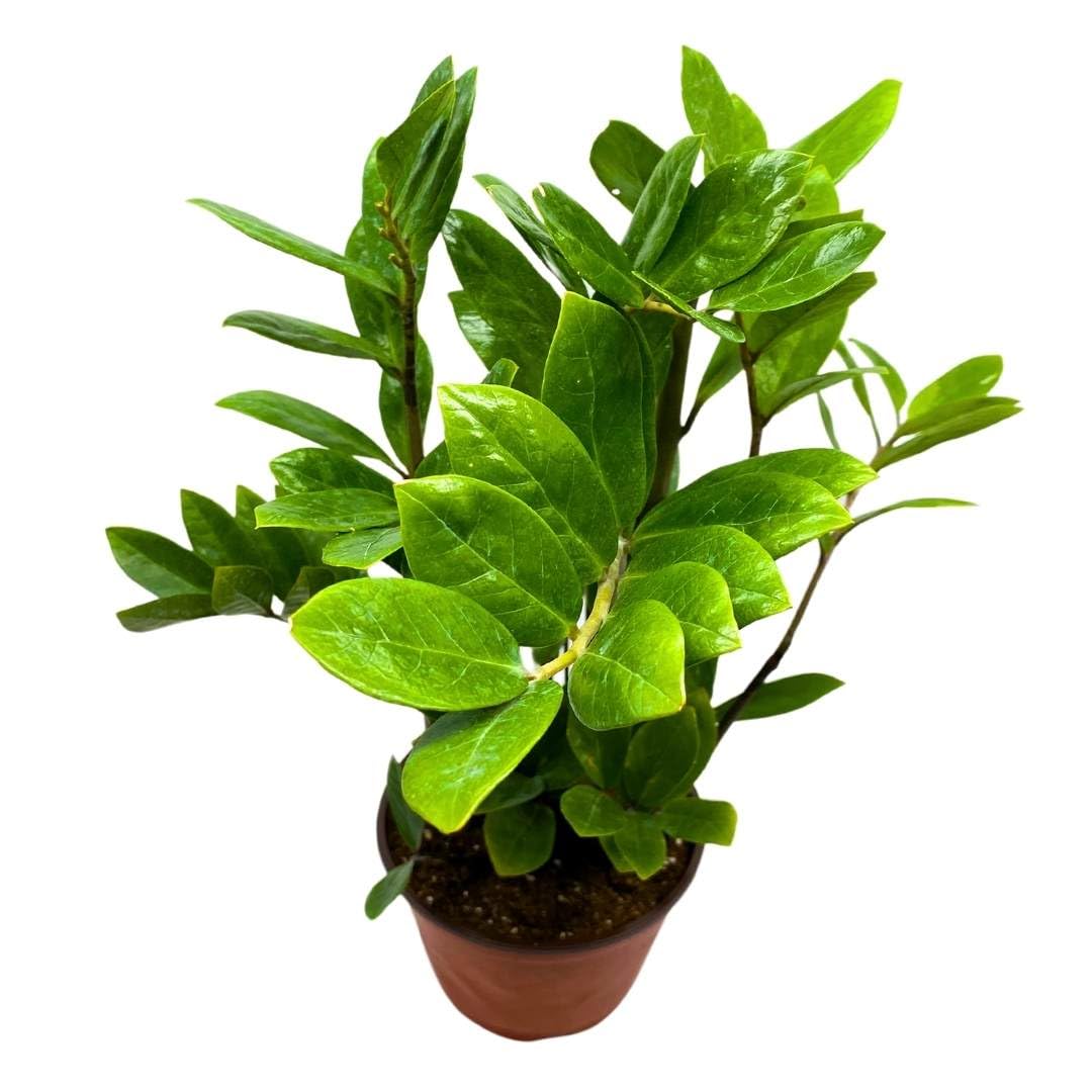 ZZ Plant, Zamioculcas zamiifolia 6" Pot, Healthy aroid Palm, Eternity Plant