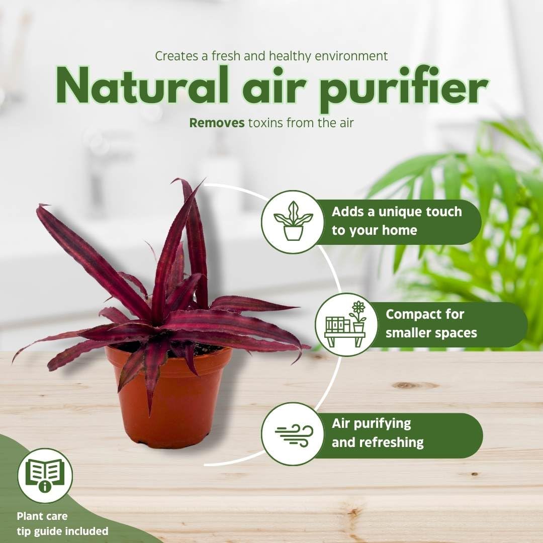 BubbleBlooms Crpyanthus Assortment Earth Star Set of 3 in a 4 inch Pot