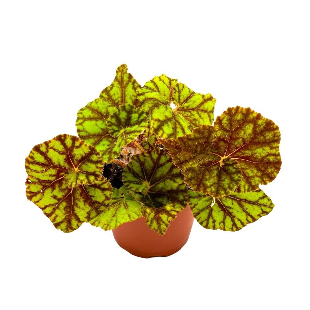 Cowardly Lion Begonia Rex 6 inch Yellow Green Striped Spiral