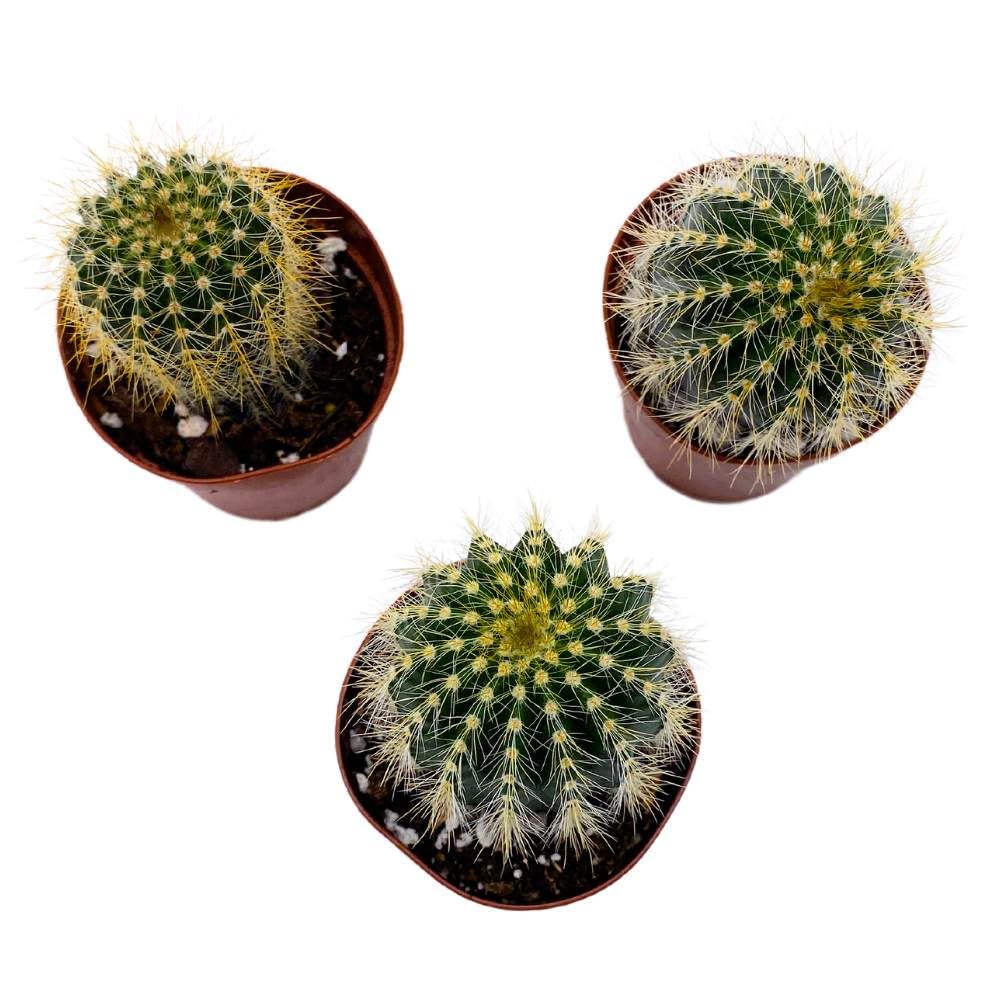 Golden Barrel Cactus, 2 inch Set of 3, Kroenleinia grusonii Gold Ball Tiny Mini Pixie Plants