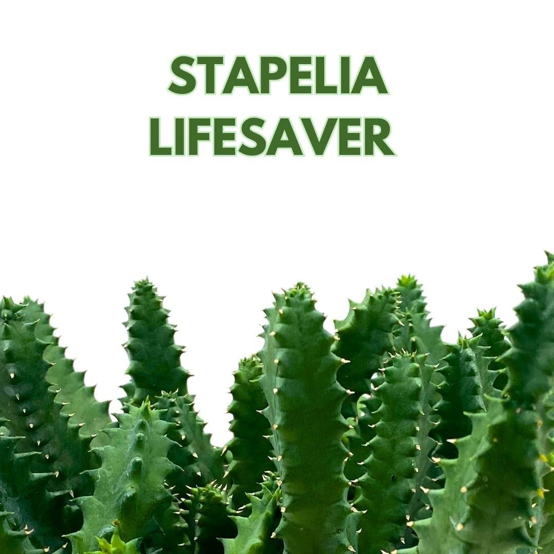 BubbleBlooms Lifesaver Stapelia Huernia Zebrina - Thumbnail 5
