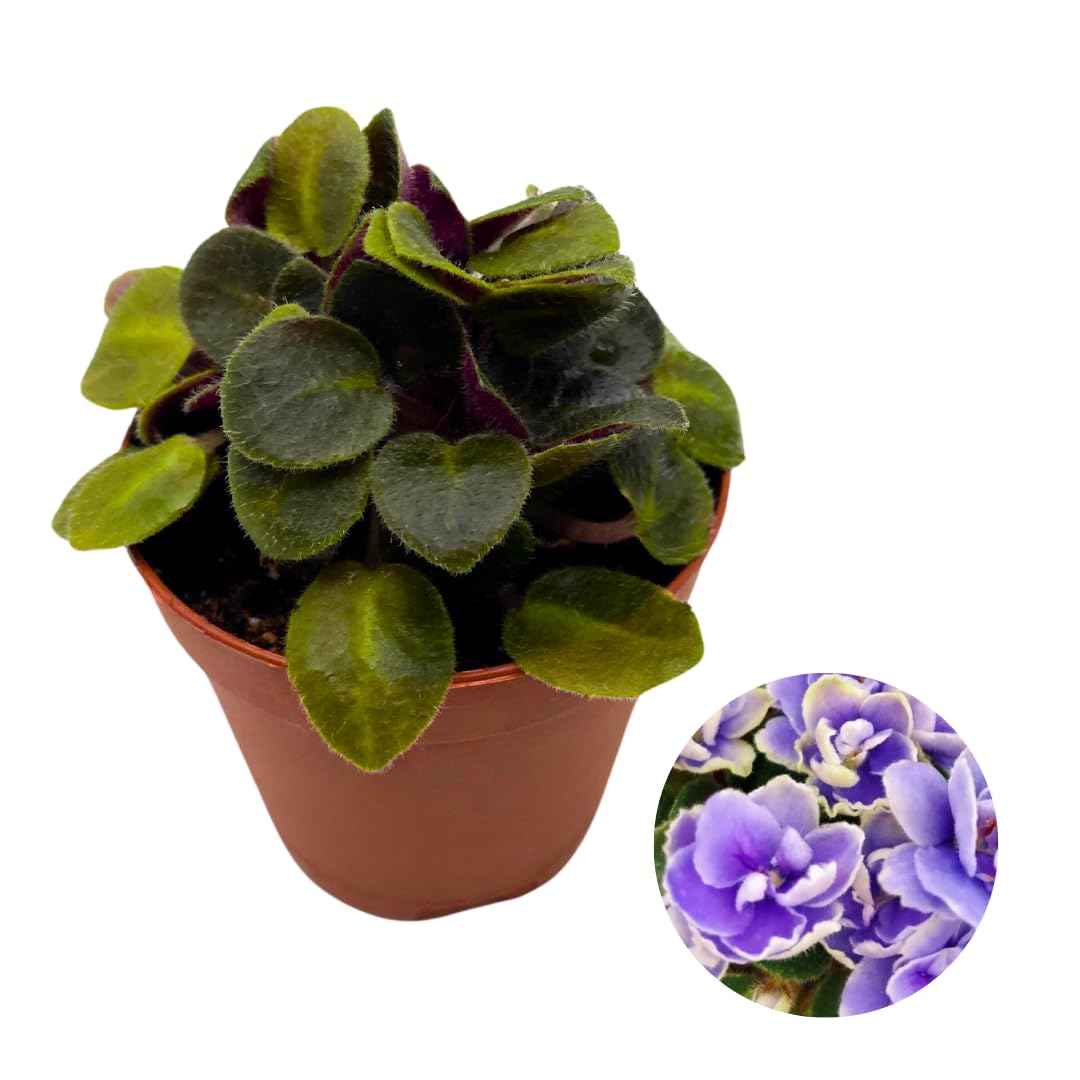 Harmony Foliage Mini African Violet Honey Blue Ace 2 inch Blue Flower