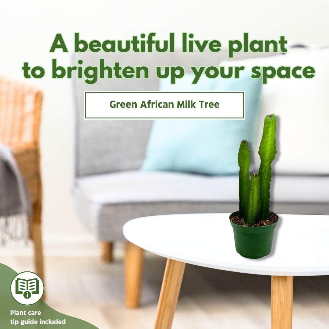 BubbleBlooms Green Milk Tree 6 inch Euphorbia Trigona African Milktree Cathedral Cactus