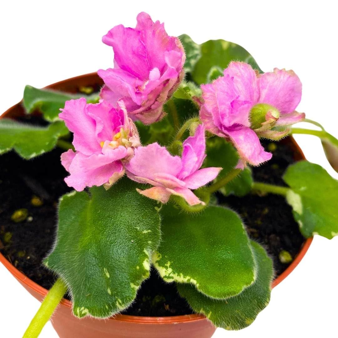 Harmony Foliage African Violet Variegated Irish Ruffles in a 4 inch Pot Pink Flower