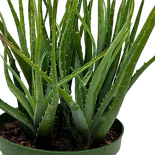 BubbleBlooms Aloe Blue Elf, California Aloe, Blue Boy in 6 inch Pot