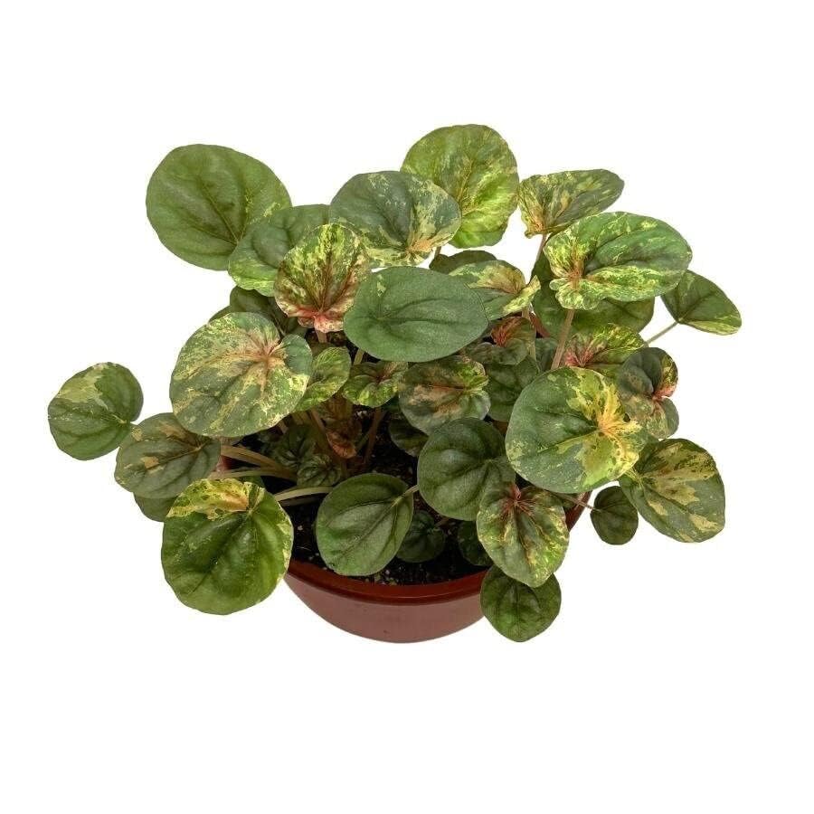 BubbleBlooms Harmony's Peperomia Pink Lady, 4.5 inch Pot, Very Rare Pink Marble Platinum Silver Leaf Peperomia