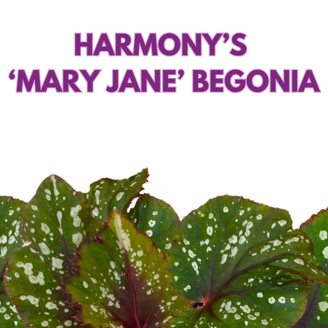 Harmony Foliage Harmony's Mary Jane Begonia Rex 4 inch