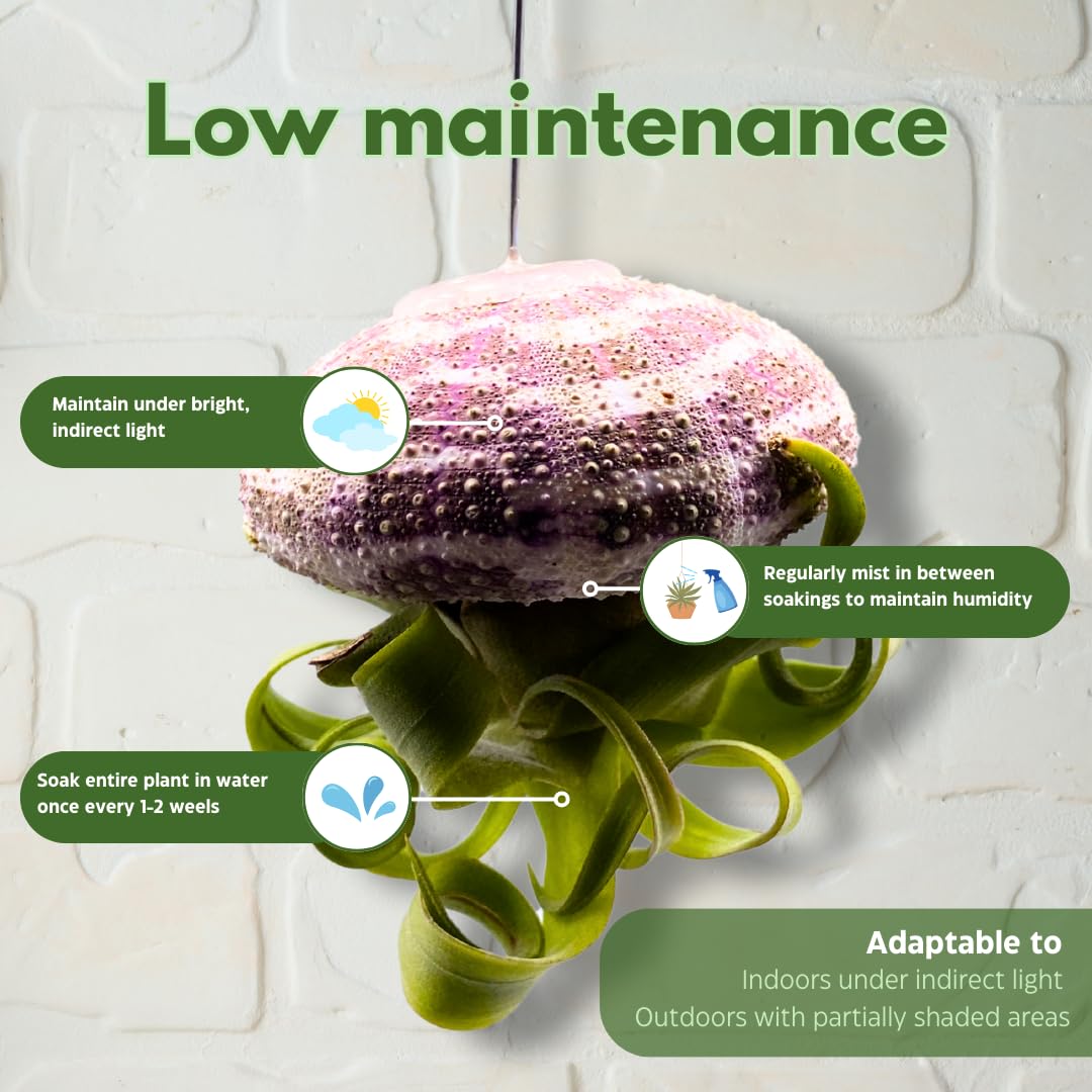 BubbleBlooms Small Tillandsia Jellyfish, Cute Hanging air Plant with Seashell