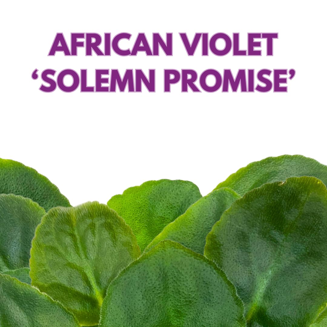 Harmony Foliage African Violet Solemn Promise 4 inch Purple Lavender Flower